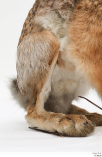 Hare  1 leg 0004.jpg